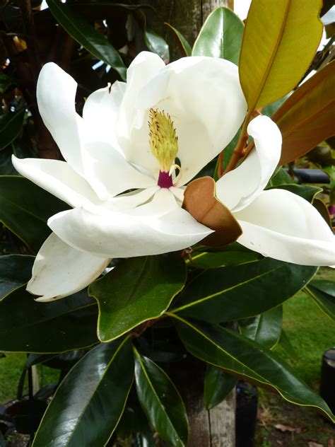 Little gem magnolia planting. Things To Know About Little gem magnolia planting. 